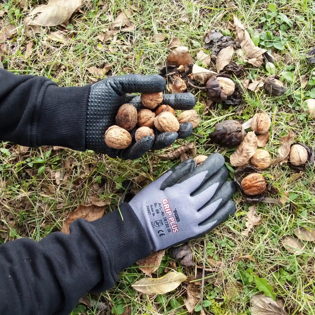The Triuso Grip Plus gloves while collecting walnuts